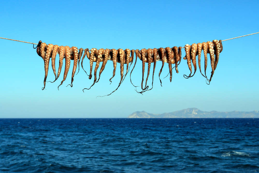 Octopus are hanged on a line at the shore of the Greek island of Nisyros.